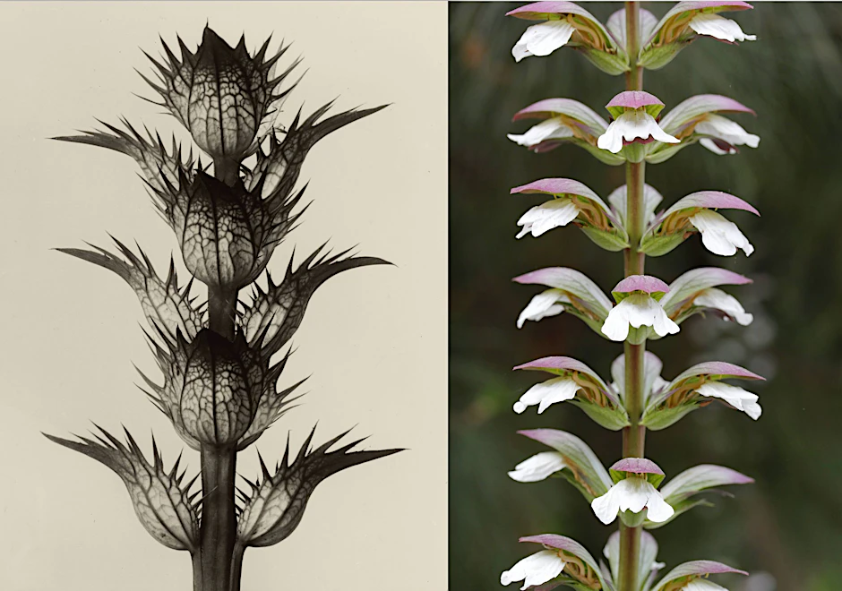 Mathematisch exakt gewachsen ist der Acanthus mollis, hier als historische Zeichnung (li.) und draußen in der Natur.&nbsp;