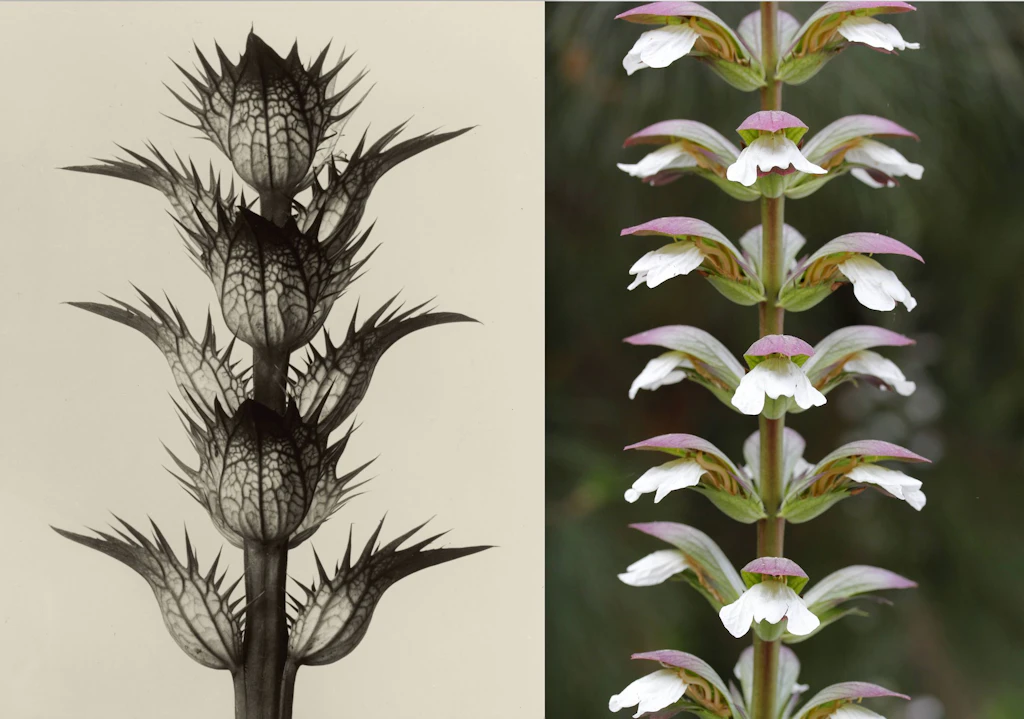 Die Mathematik der Pflanzen