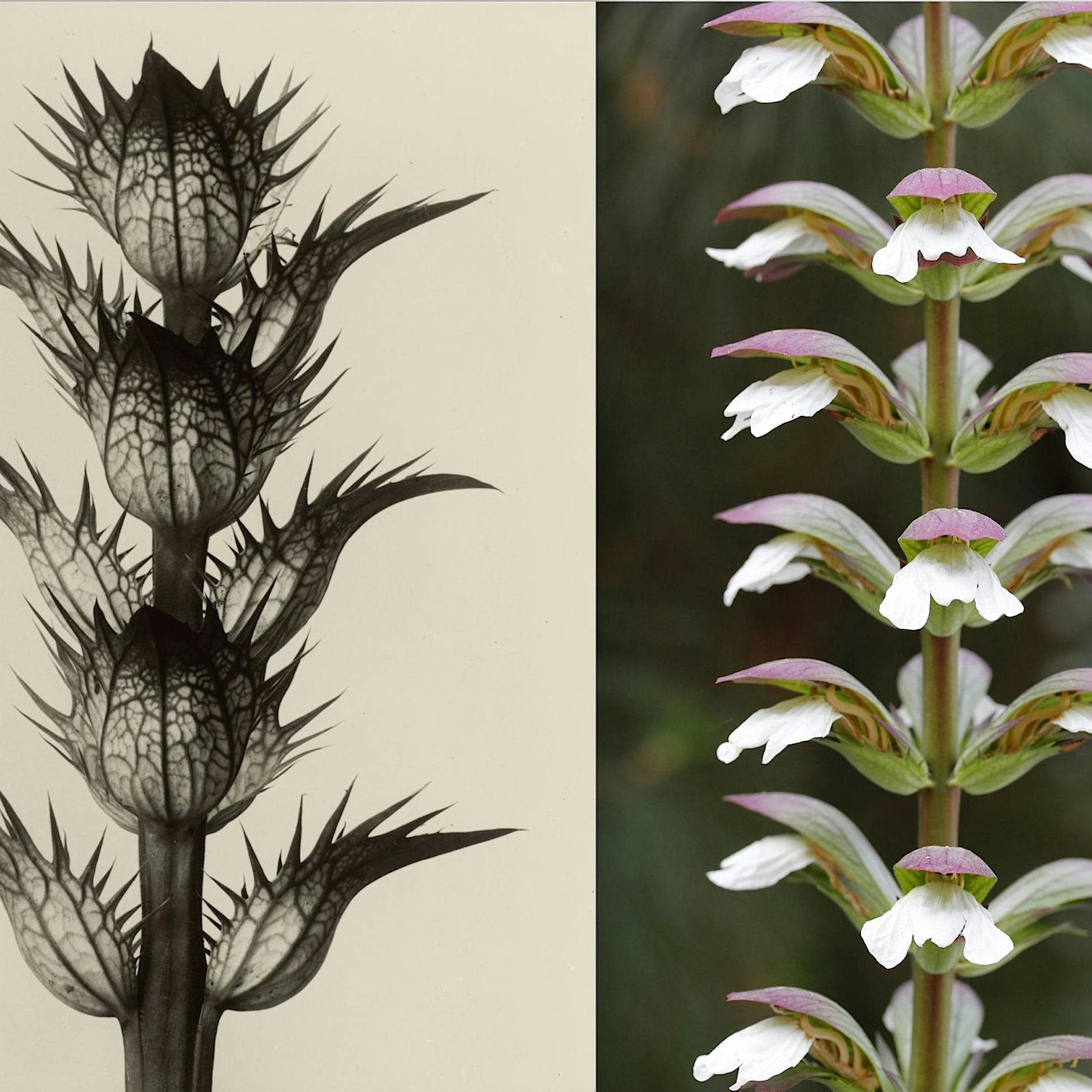 Die Mathematik der Pflanzen