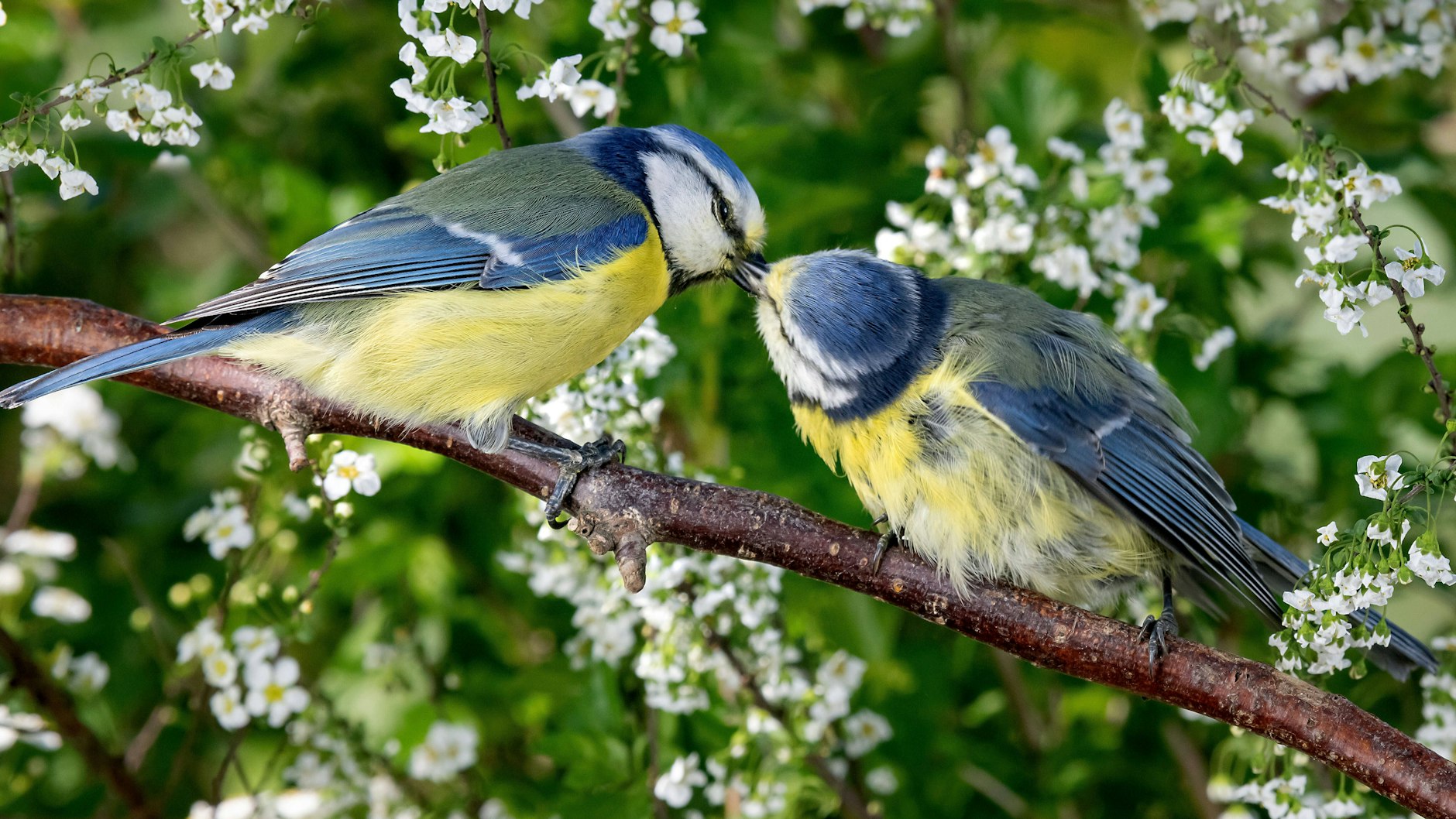 Zwei Blaumeisen im Frühling.