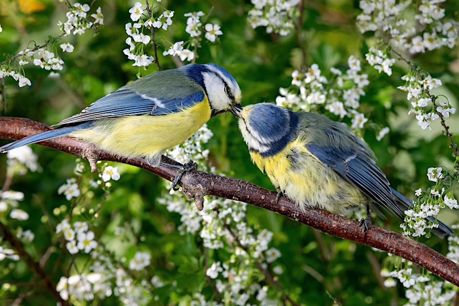 Zwei Blaumeisen im Frühling.