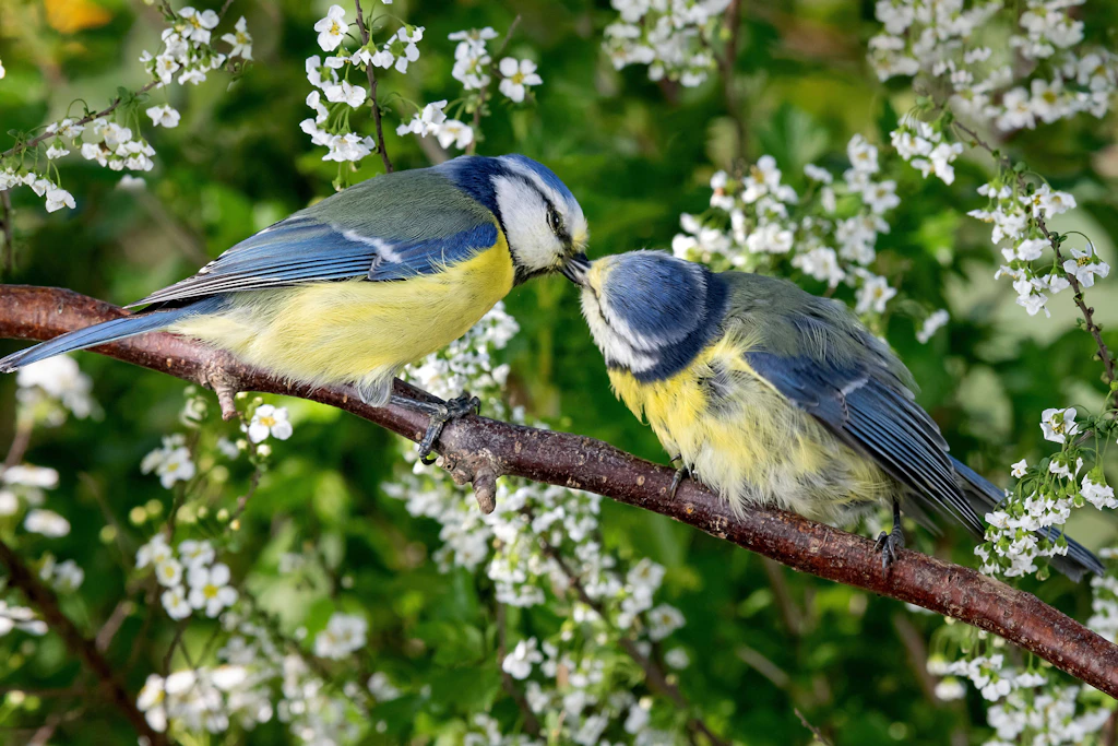 Biodiversität hat positiven Effekt auf mentale Gesundheit