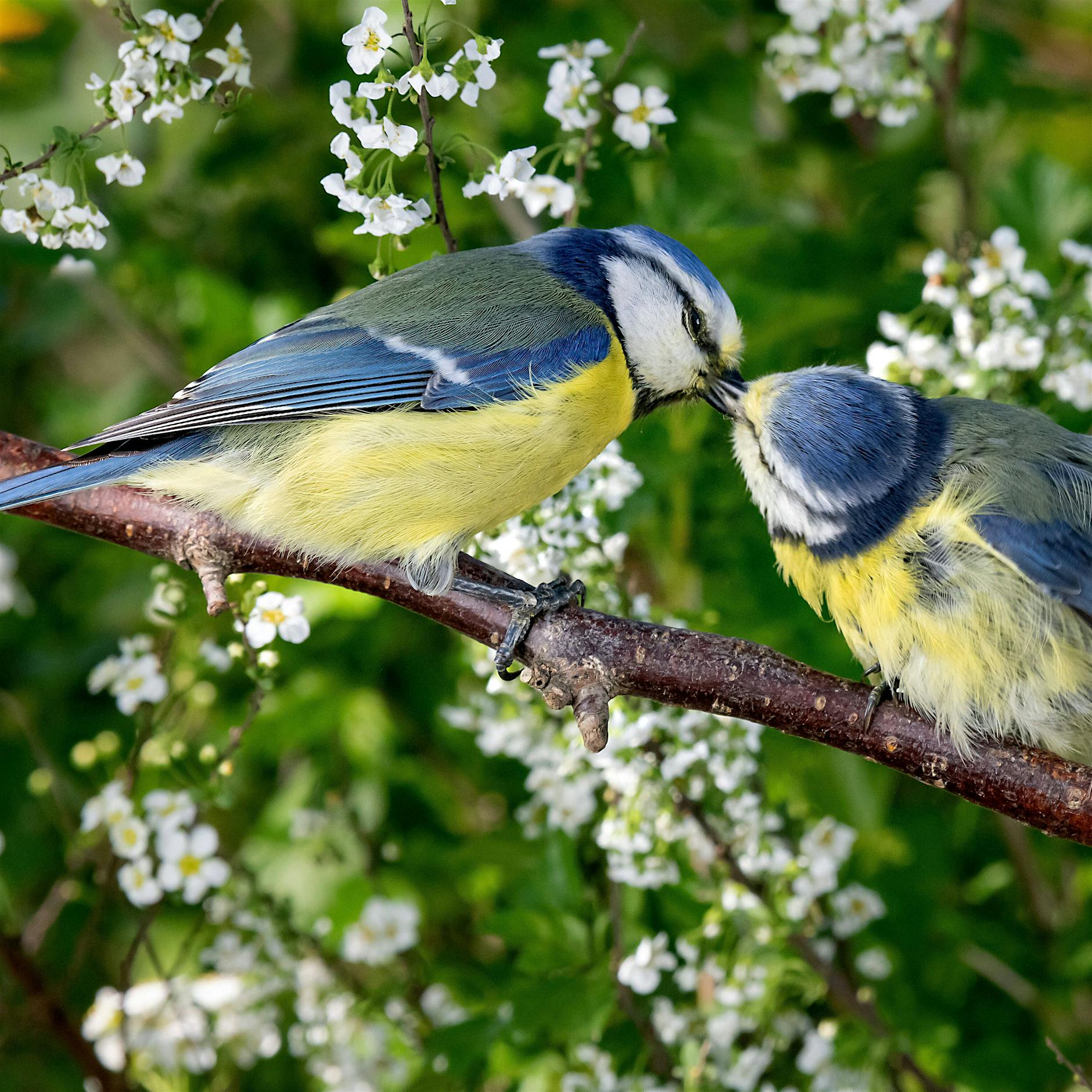 Biodiversität hat positiven Effekt auf mentale Gesundheit