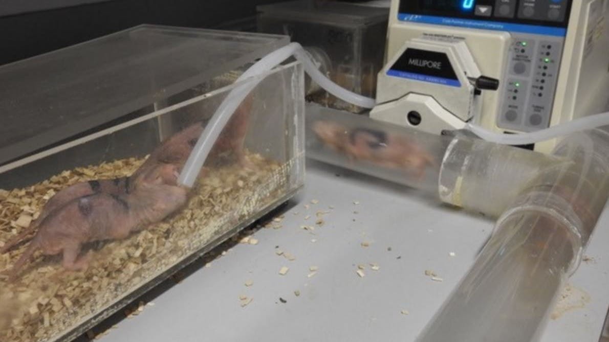 Die Wissenschaftler installierten eine Pumpe, mit der sie Luft aus dem Tunnelsystem saugten und durch einen Filter führten. Tatsächlich fanden sie darin Erbgutspuren der Nacktmulle.