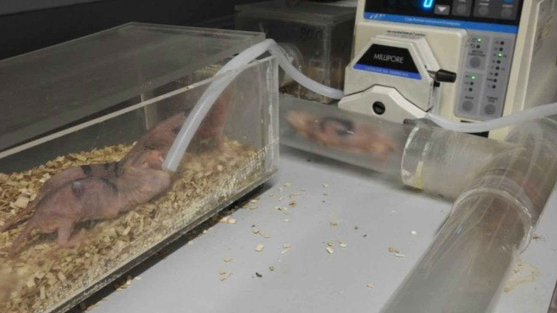 Die Wissenschaftler installierten eine Pumpe, mit der sie Luft aus dem Tunnelsystem saugten und durch einen Filter führten.&nbsp;Tatsächlich fanden sie darin Erbgutspuren der Nacktmulle.