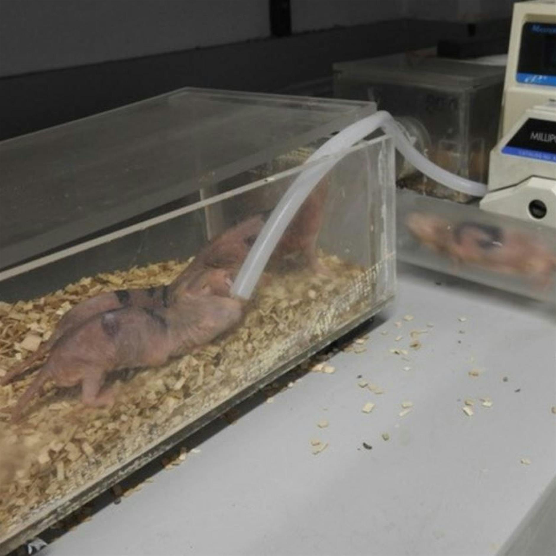 Fliegendes Erbgut: Wissenschaftler sammeln Tier-DNA in Luftproben