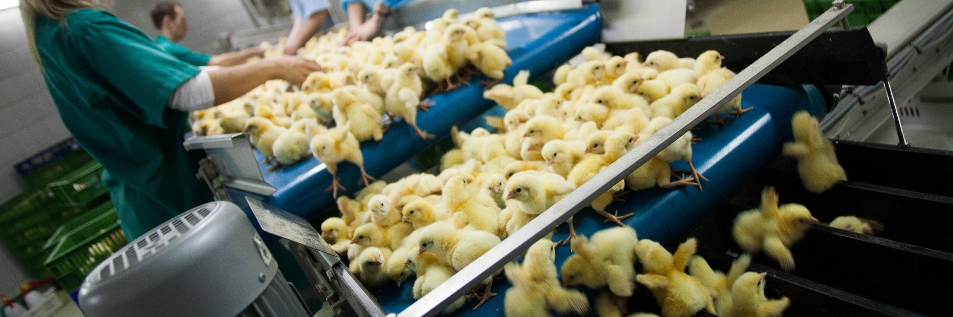 Küken auf einem Förderband der industriellen Landwirtschaft.