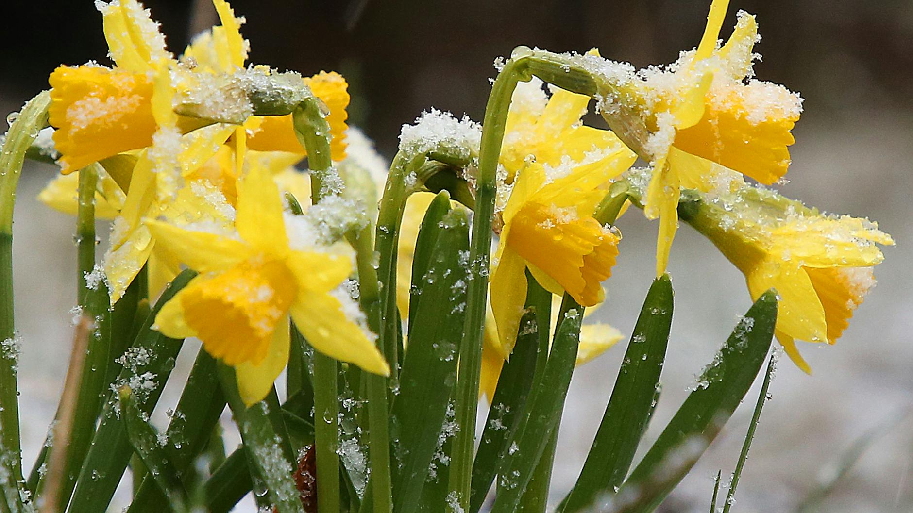 Osterglocken sind bei Temperaturen um drei Grad Celsius mit Schneekristallen bedeckt.