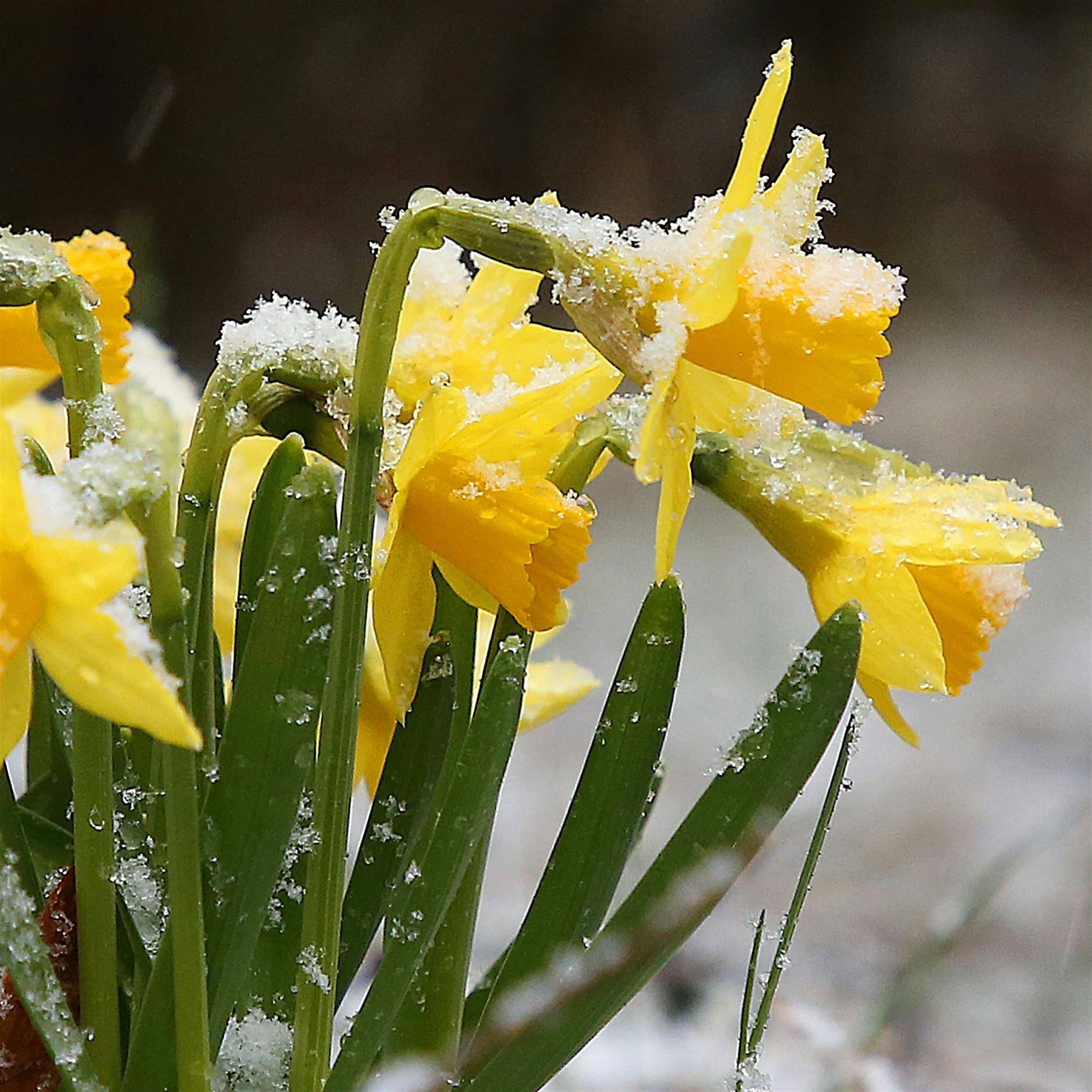 20°C und Schnee: Meteorloge erklärt das ungewöhnliche Wetter