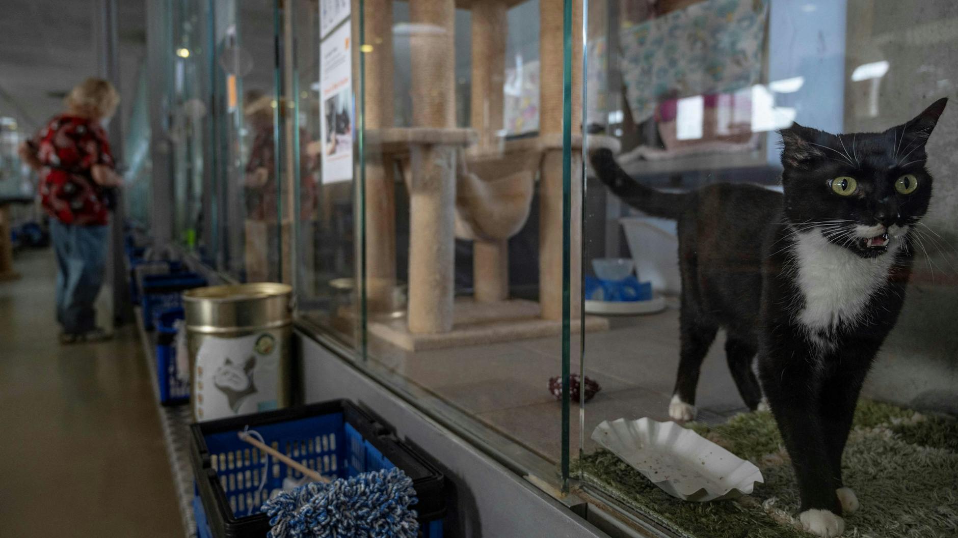 Unzählige Hunde und Katzen warten im Berliner Tierheim auf ein neues Zuhause.