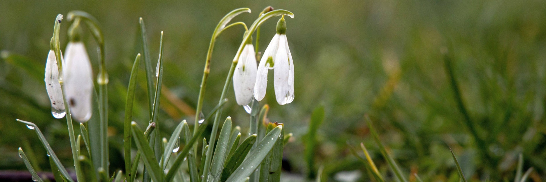 Kaltes und regnerisches Wetter lässt den Frühling in Deutschland aktuell ersticken.