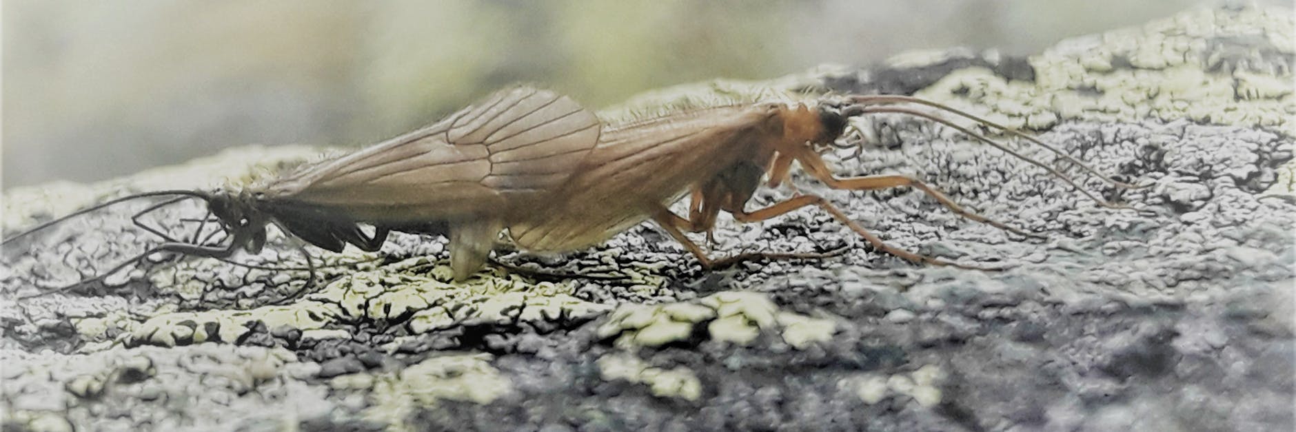 Zwei Fliegen der neuen Art Potamophylax Coronavirus.
