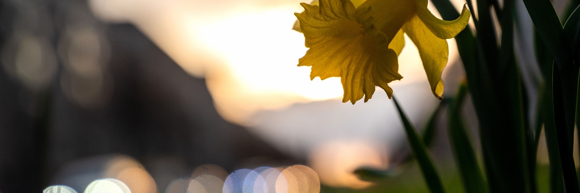 Auf der Frankfurter Allee blüht während des Sonnenuntergangs eine Narzisse.