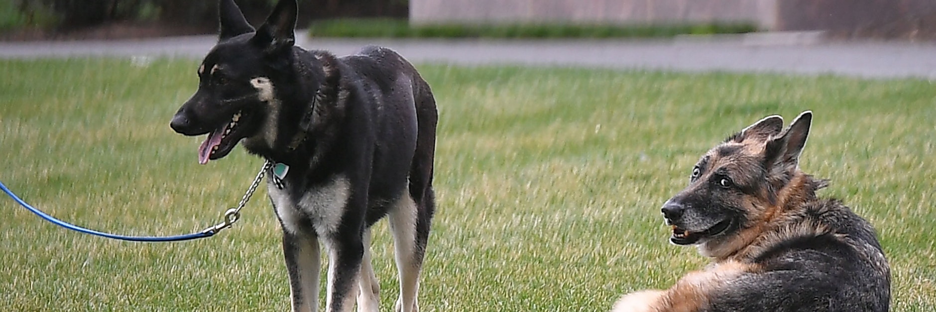 US-Präsident Joe Biden hat zwei Deutsche Schäferhunde: Major (l.) und Champ.