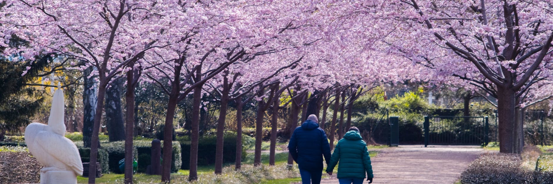 Blühende Kirschbäume kündigen den Frühling an. 