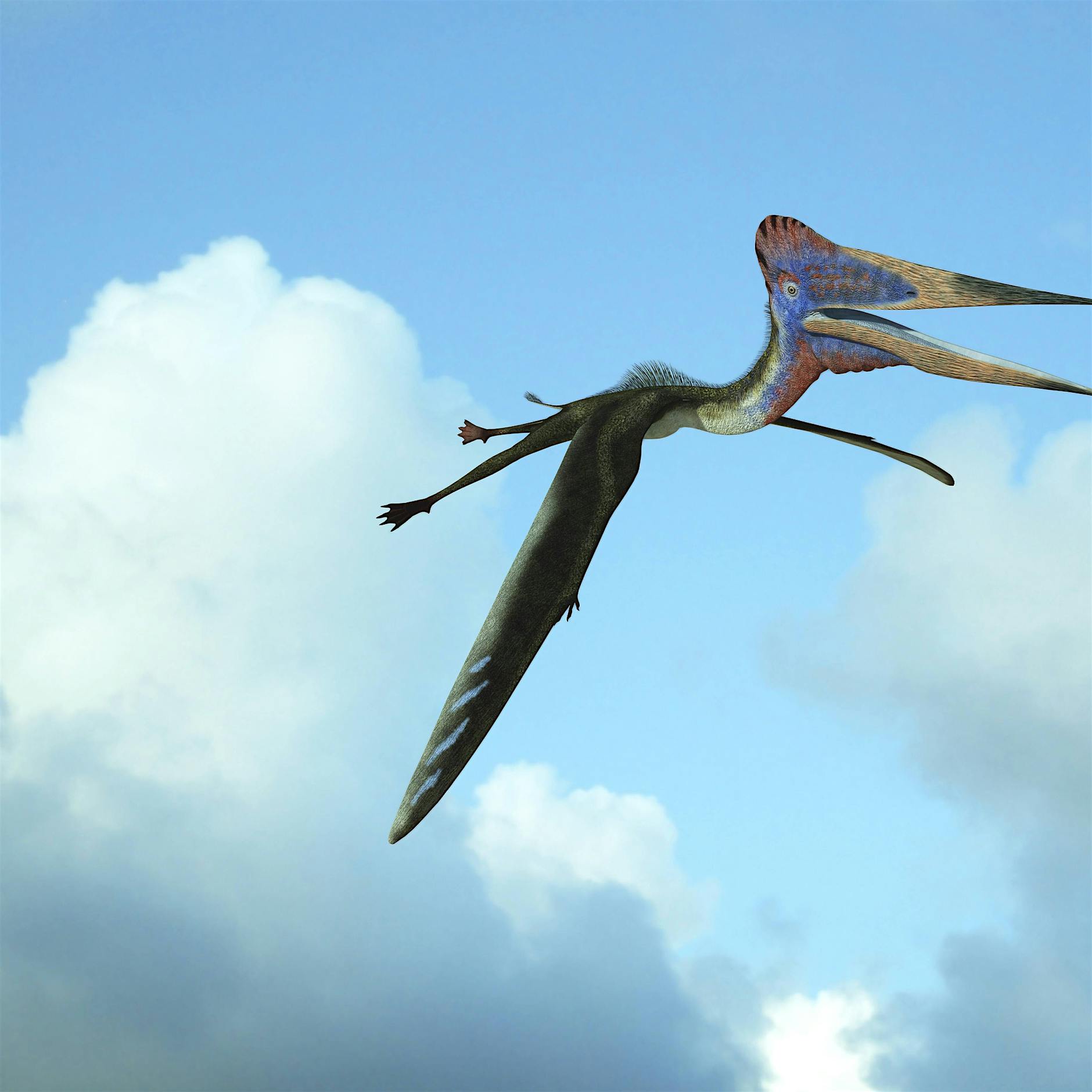 Gigantische Flugsaurier: „Wie baut man das Skelett für einen Riesenflieger?“