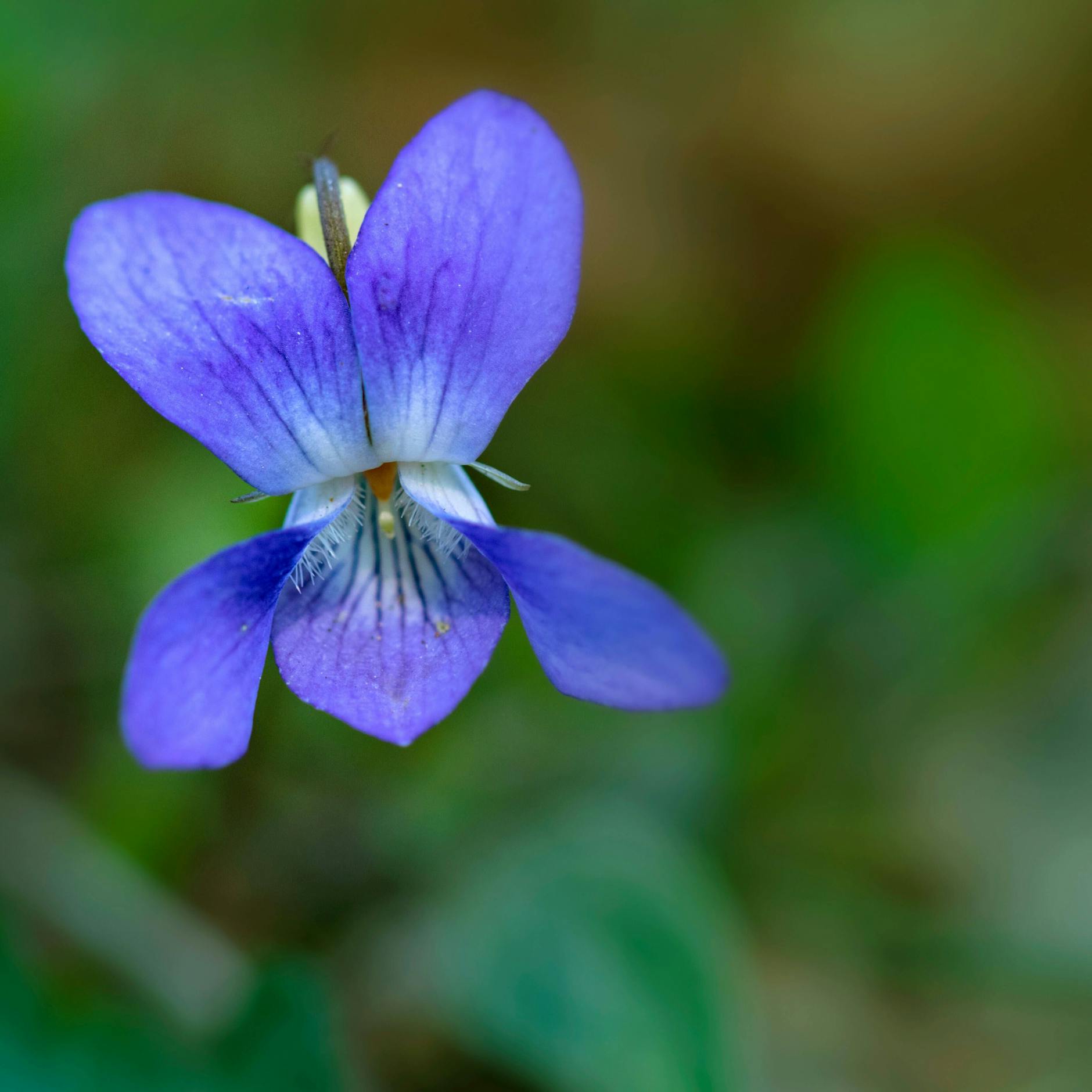 Elfenhaft anmutig: Intensiv veilchenblau leuchtet das Hunds-Veilchen.