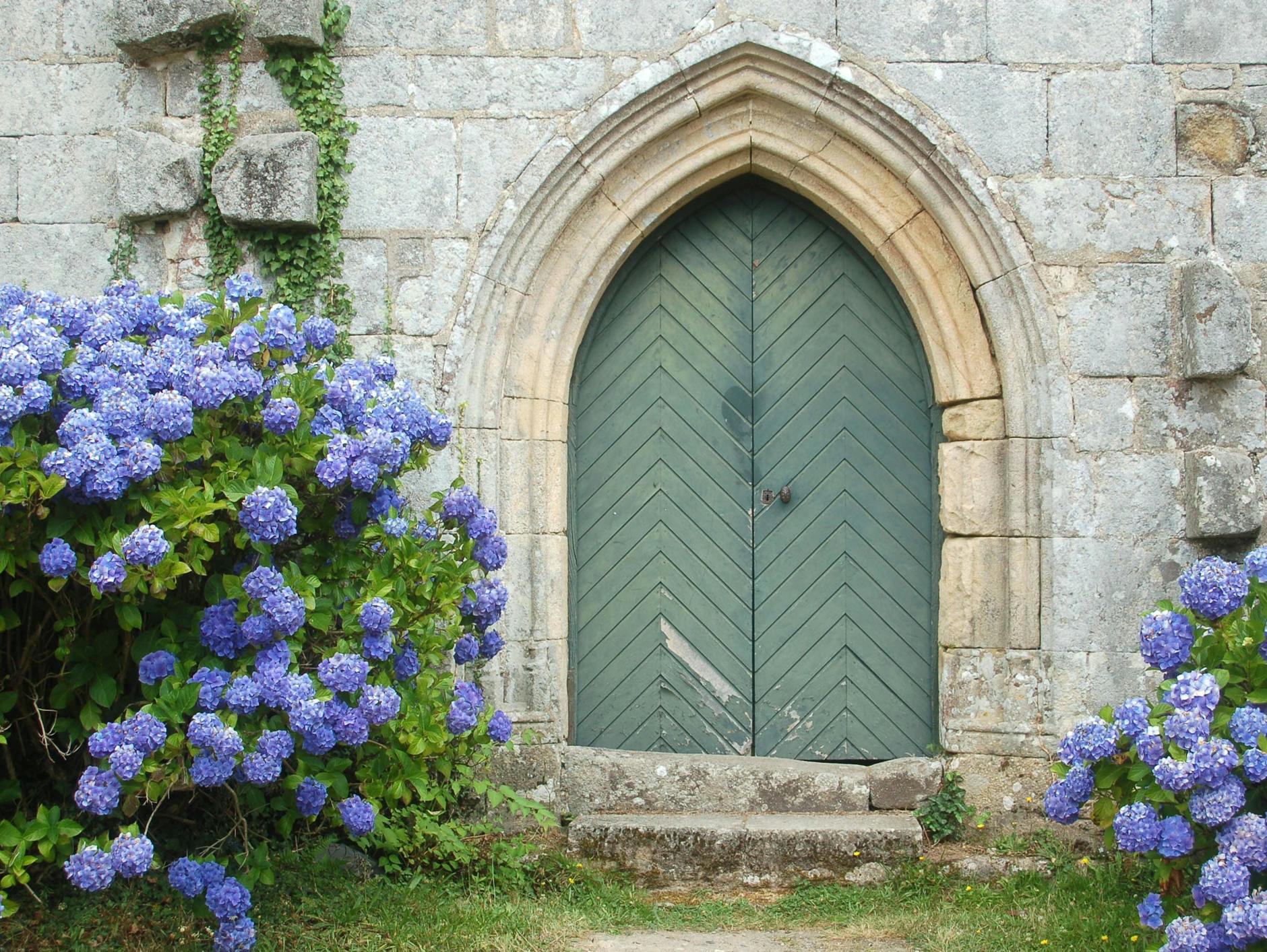 Ein Traum, den unser Profigärtner-Autor früher einmal hatte: blaue Hortensien rund ums Haus. 