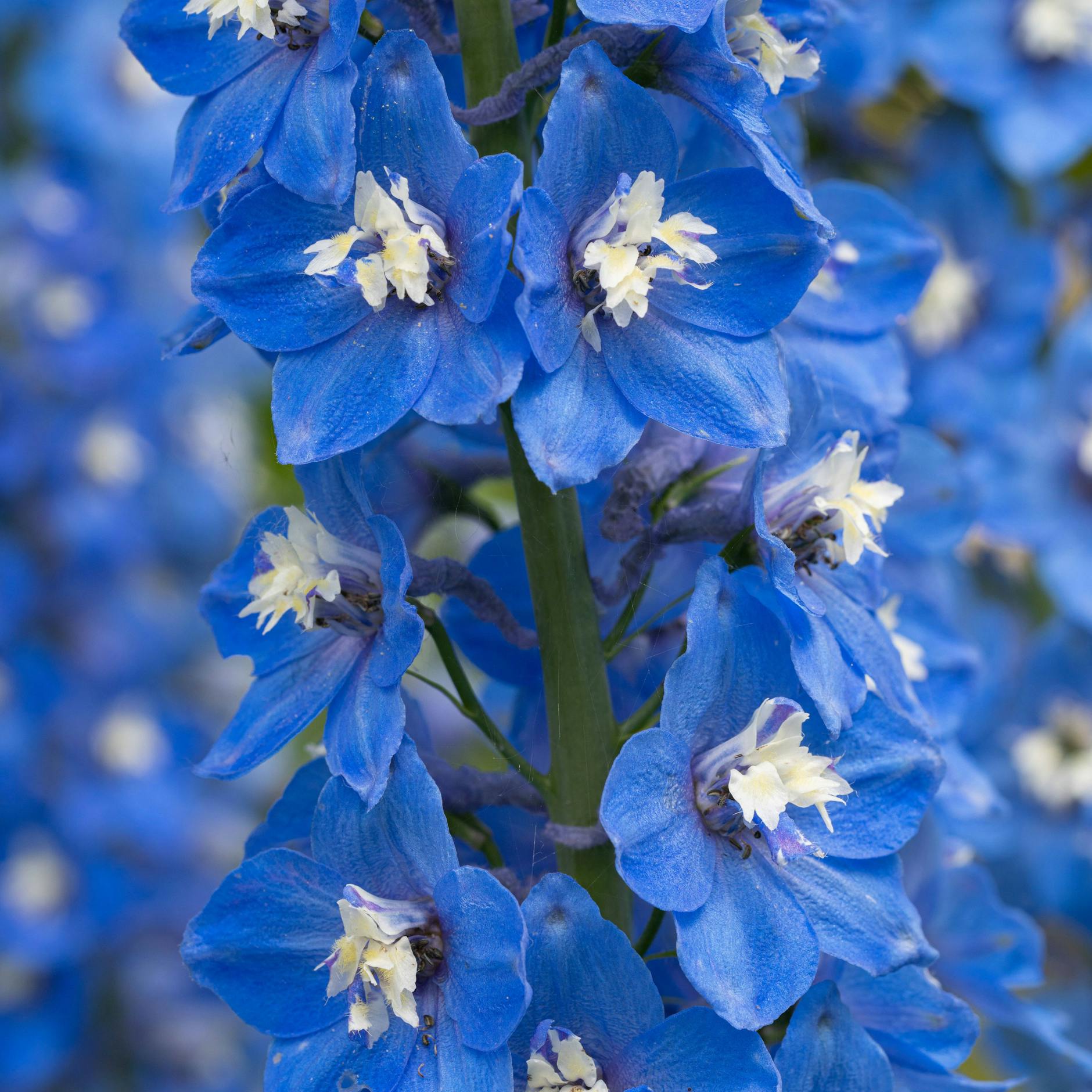 Sattblau ohne Wenn und Aber zeigt sich im Sommer der hohe Rittersporn.