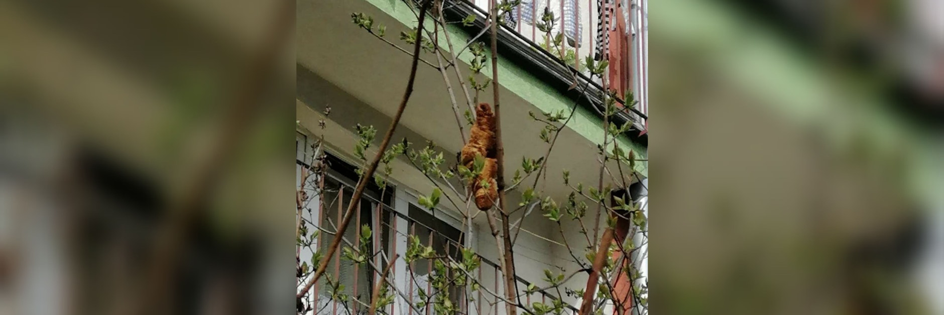 Eine Frau hatte wegen des auf einem Baum lauernden „mysteriösen“ Wesens den örtlichen Tierschutzverein verständigt.