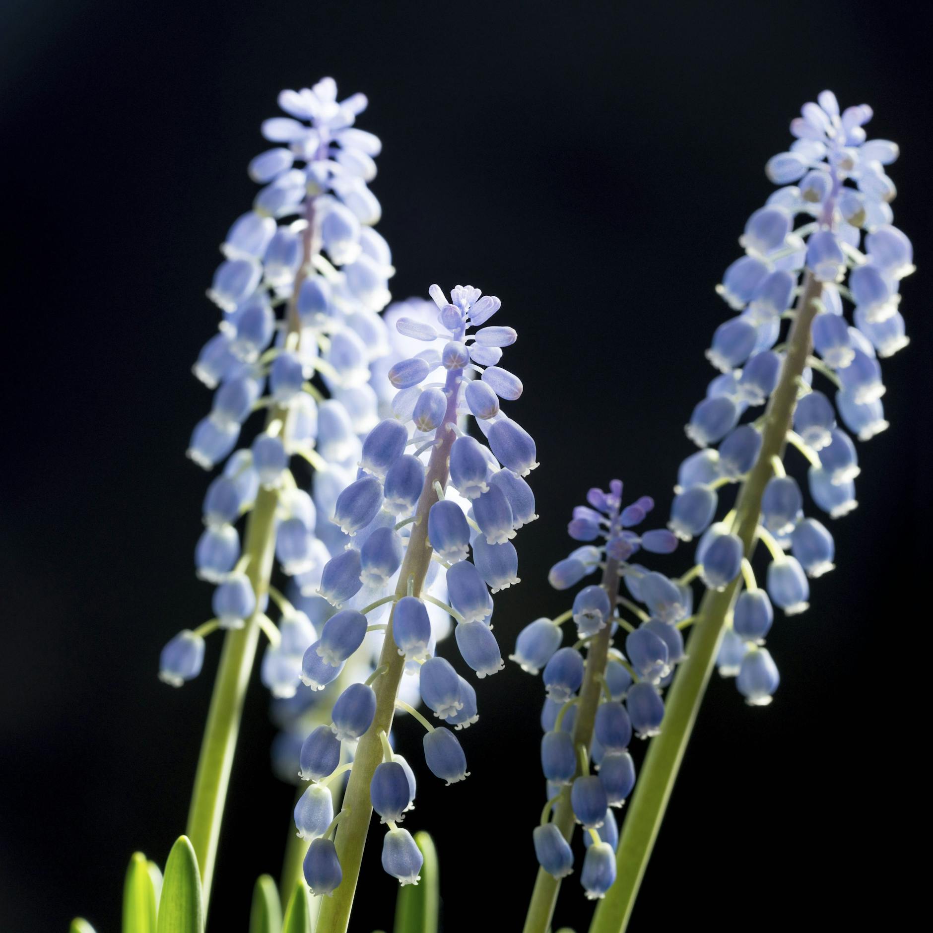 Zartblau blühen jetzt die Muscari, die Traubenhyazinthen.