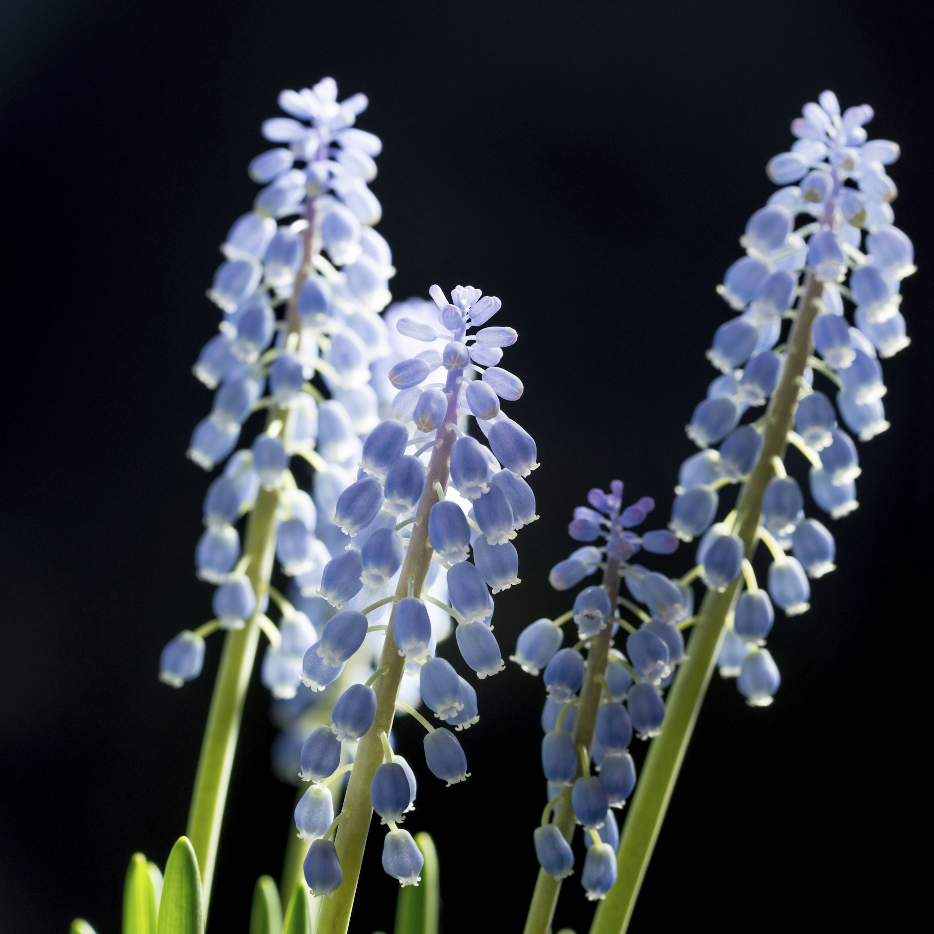 Zartblau blühen jetzt die Muscari, die Traubenhyazinthen.