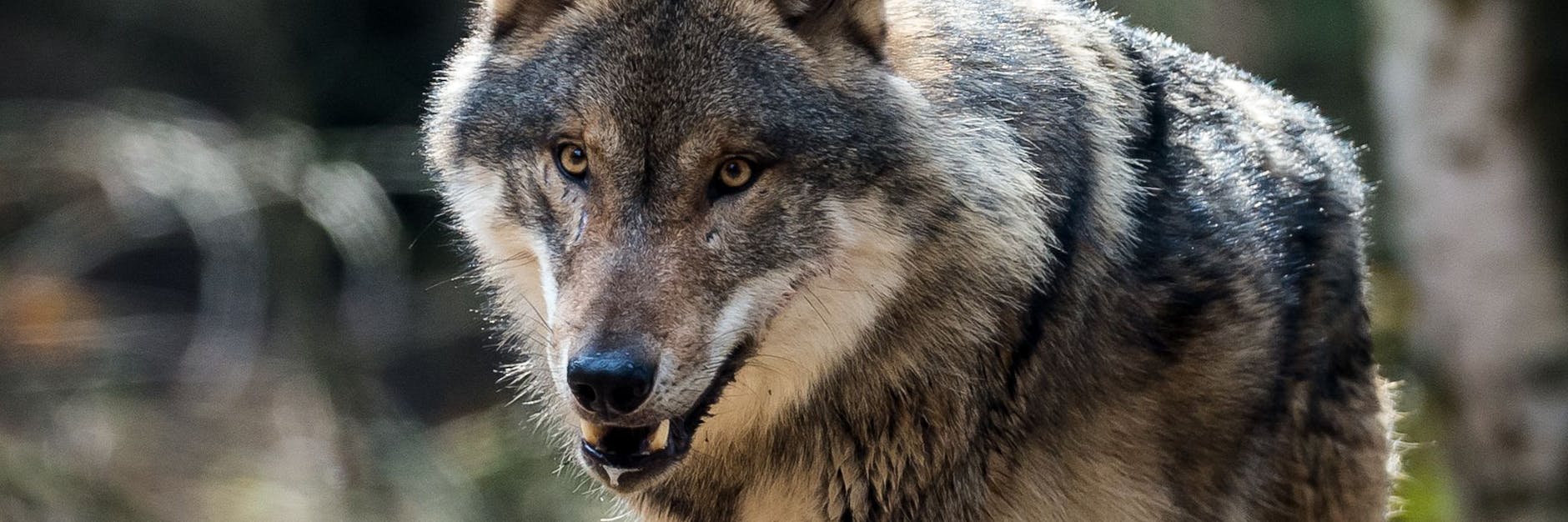 Begegnungen mit einem Wolf können gefährlich sein (Symbolbild). 