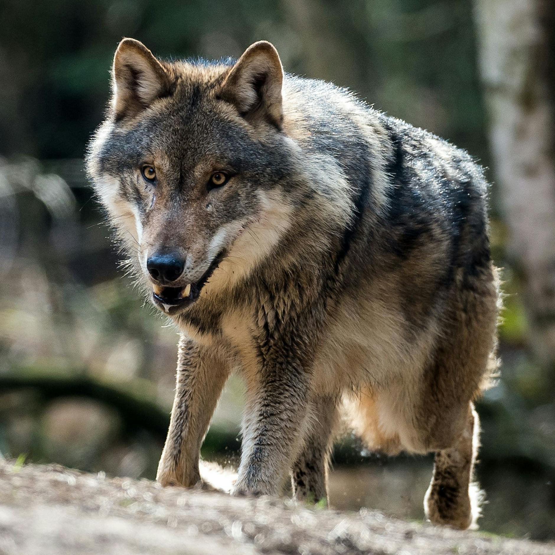 VIDEO: Lebensgefahr! Spaziergängerin trifft unverhofft auf Wolf – dann spielen sich dramatische Szenen ab