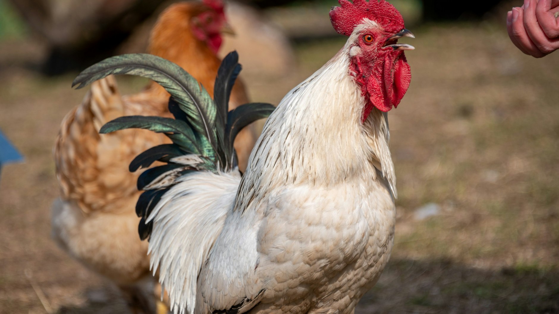 Ein Hahn im Gehege kräht eine Hand an, in der sich Futter befindet.