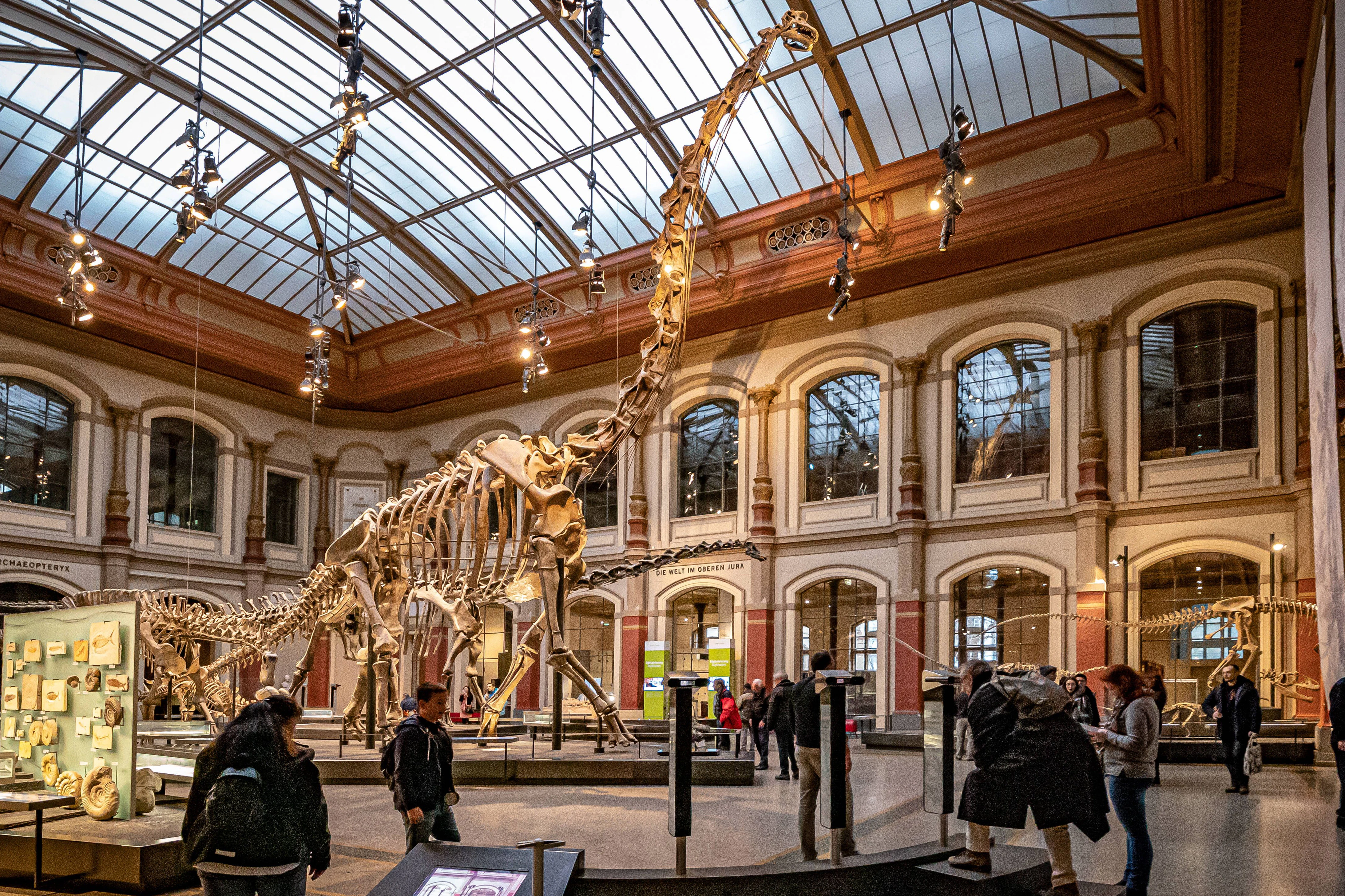 Das Skelett des Brachiosaurus brancai in seiner 2007 nach neuen Erkenntnissen aufgestellten Form mit schwebendem statt auf dem Boden schleifenden Schwanz und dynamischerem Vorwärtsschritt.