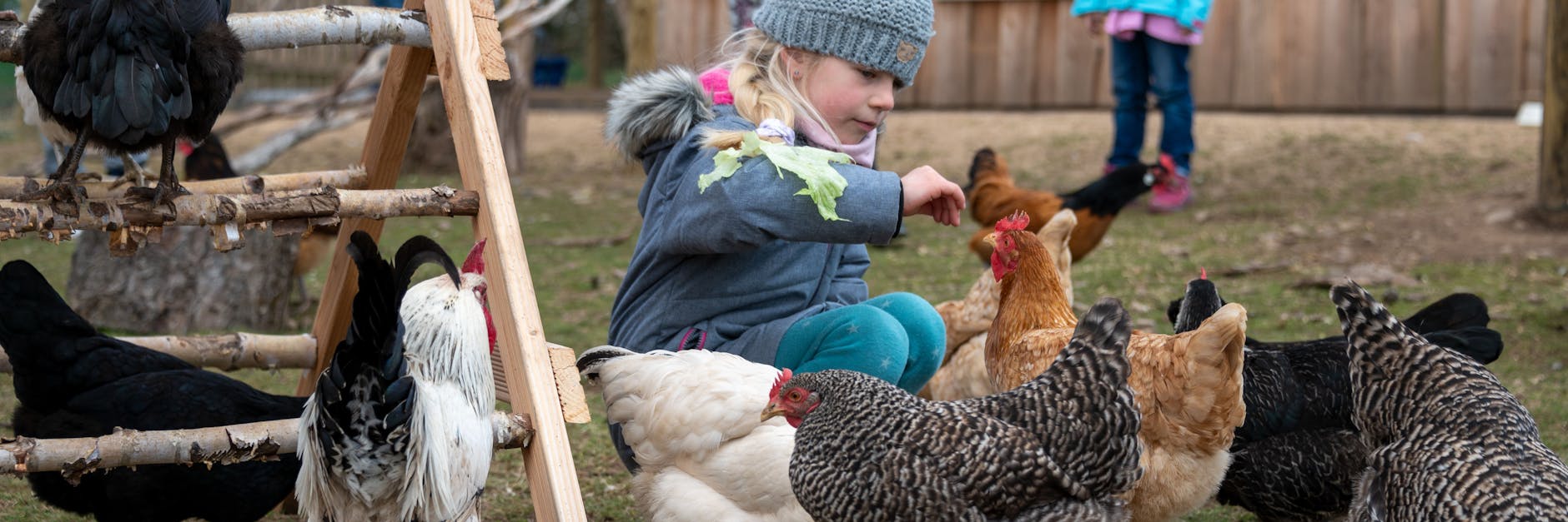 Antonia füttert und streichelt im Gehege mehrere von zurzeit 20 Dorfhühnern in Bleckhausen.