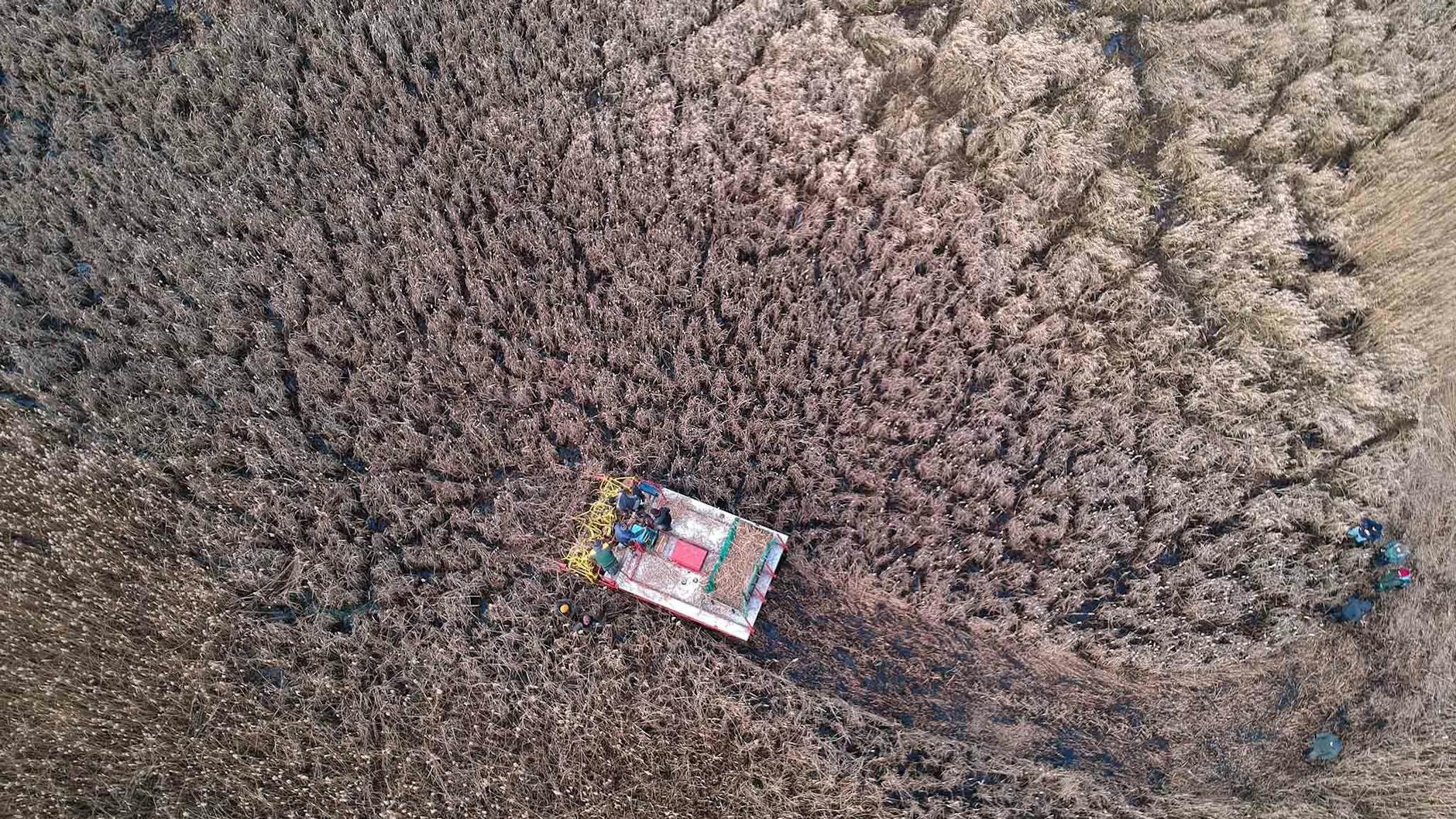 Bewirtschaftung eines wiedervernässten Moores bei Anklam – auch hier forscht die Succow-Stiftung.