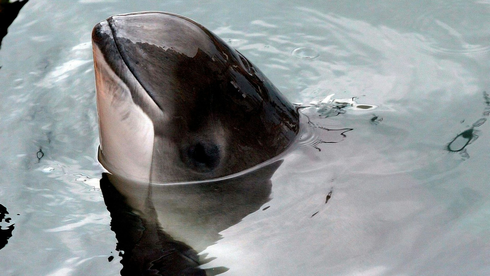 Der Schweinswal ist die einzige heimische Walart in der Ostsee. Die Meeressäuger sind gefährdet, unter anderem durch Lärm.