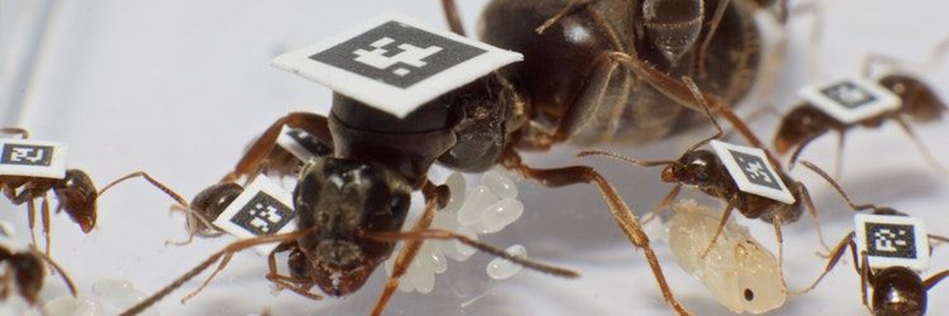 Wissenschaftler markierten Tausende von Ameisen, darunter die Königin, um festzustellen, wie sie sich verhalten, wenn ein Erreger die Kolonie befällt.