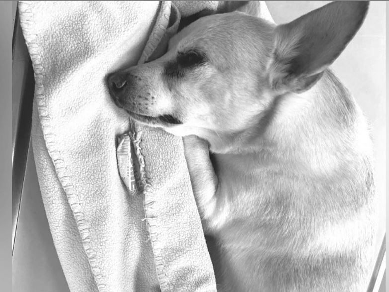 Willi Herren: Sein Lieblingshund starb nur wenige Tage nach ihm!