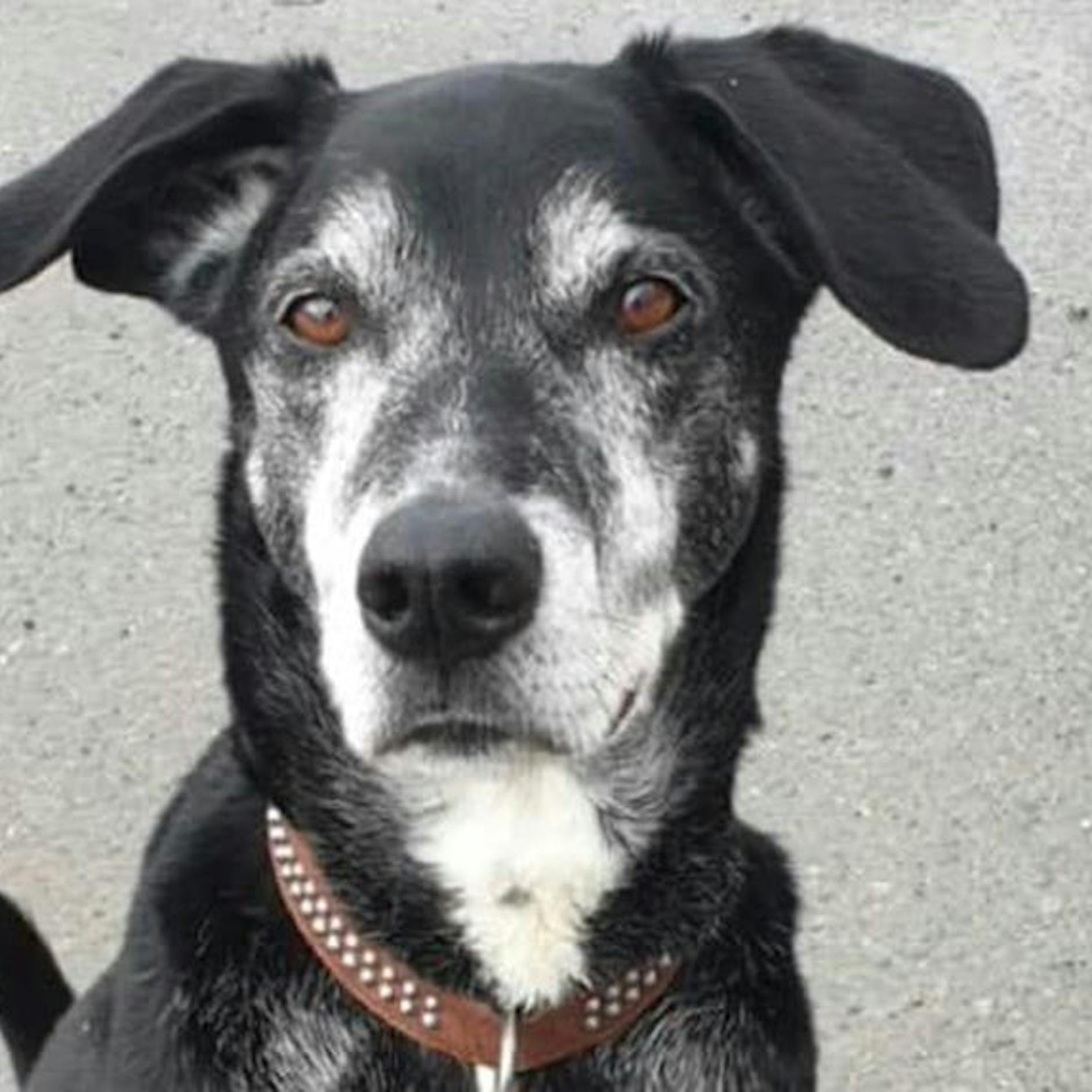 Unfassbare Tat: Einbrecher klaut süßen Rocky aus dem Tierheim – was dann passiert, ist unglaublich!