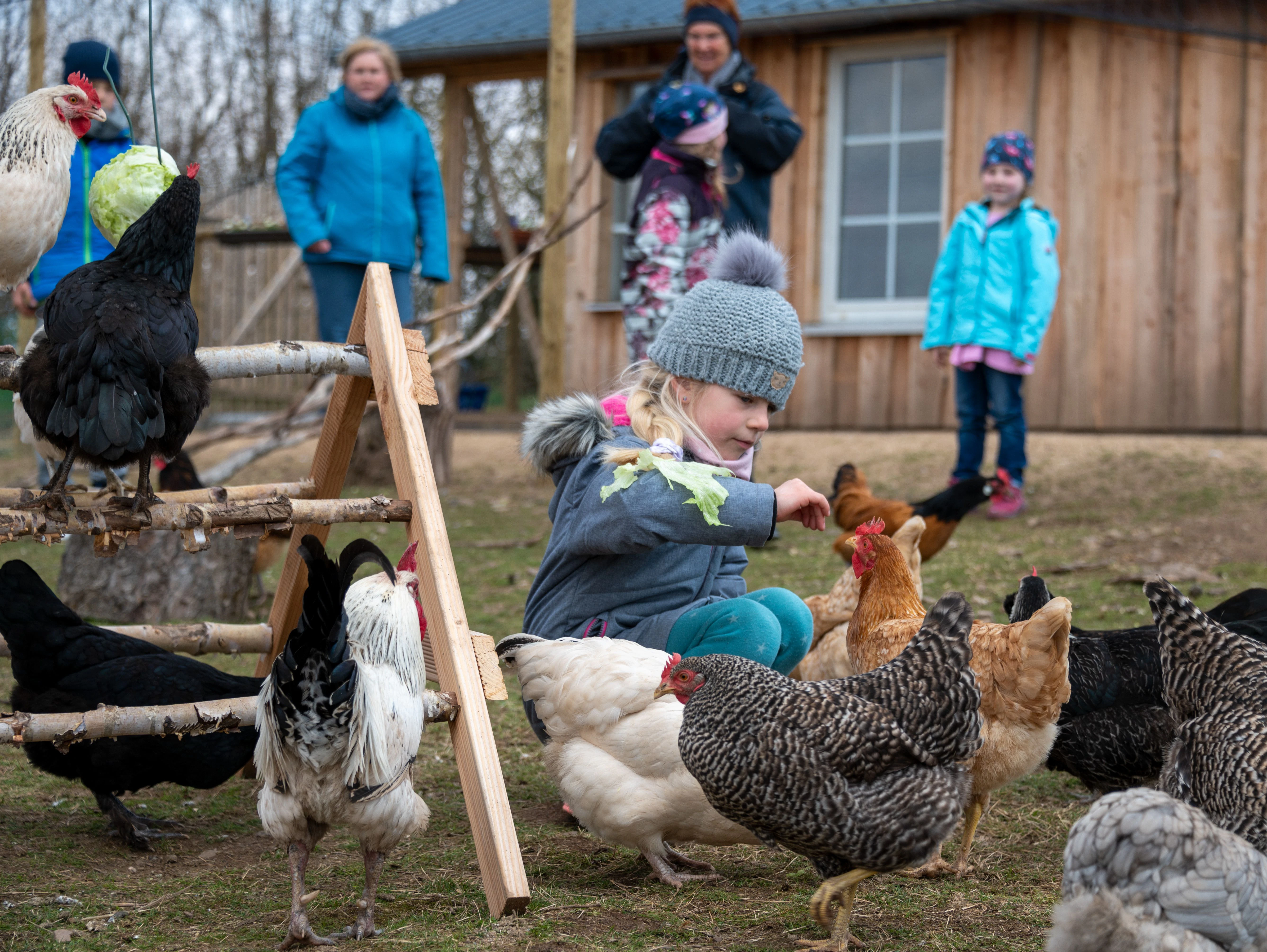 Im rheinland-pfälzischen Bleckhausen füttert die kleine Antonia die Dorfhühner.
