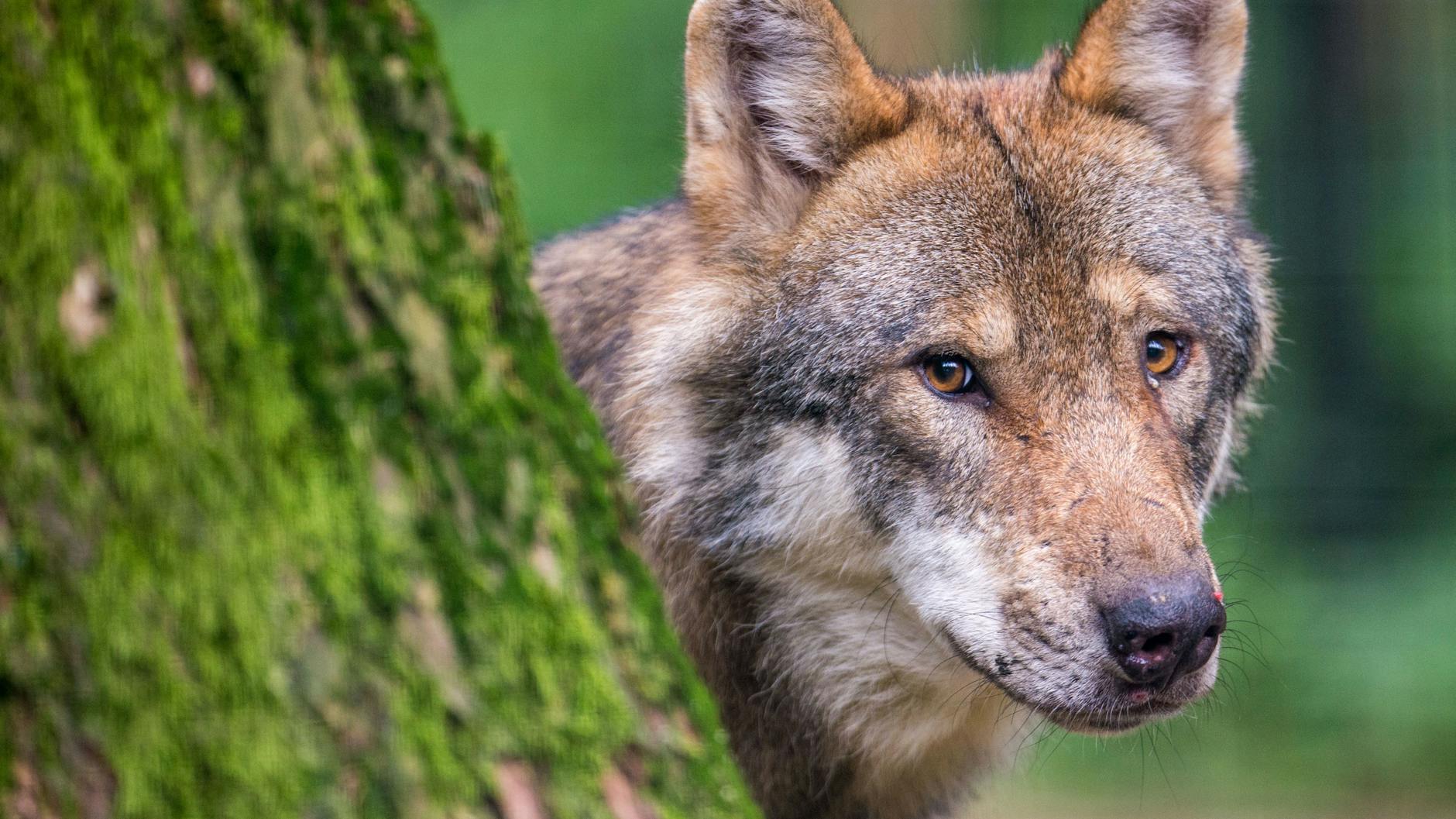 In einem bayerischen Wildpark schaut ein Wolf hinter einem Baum hervor.