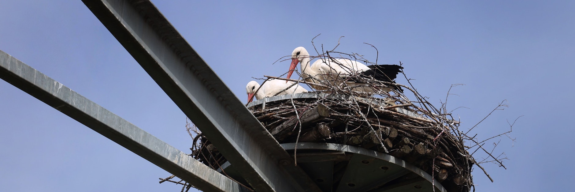 Zwei Störche nisten auf Auslegern, die an einem Kranturm befestigt sind. 