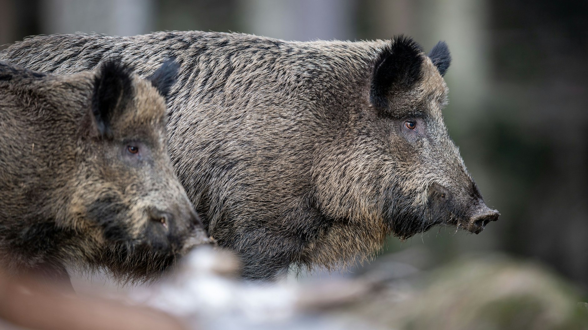 35 Jahre nach der Reaktor-Katastrophe im ukrainischen Tschernobyl sind Wildschweine in einigen Regionen Bayerns noch immer radioaktiv belastet.