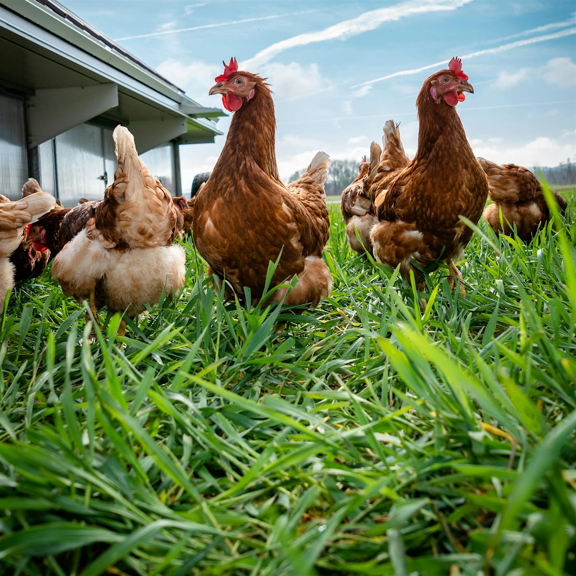 Ein bisschen Dorf muss sein: Warum sich immer mehr Menschen Hühner anschaffen