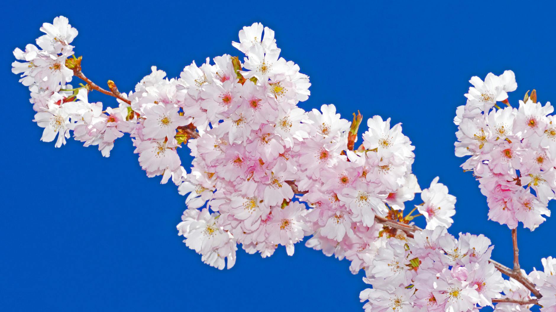 Alljährlich beliebtes Fotomotiv: An der Kirschblüte arbeiten sich auch prominente Künstler wie Thomas Demand und Thomas Ruff ab.