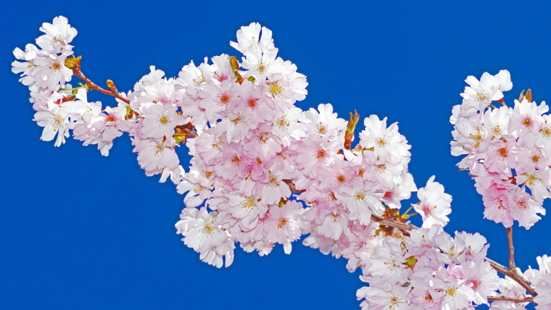 Alljährlich beliebtes Fotomotiv: An der Kirschblüte arbeiten sich auch prominente Künstler wie Thomas Demand und Thomas Ruff ab.