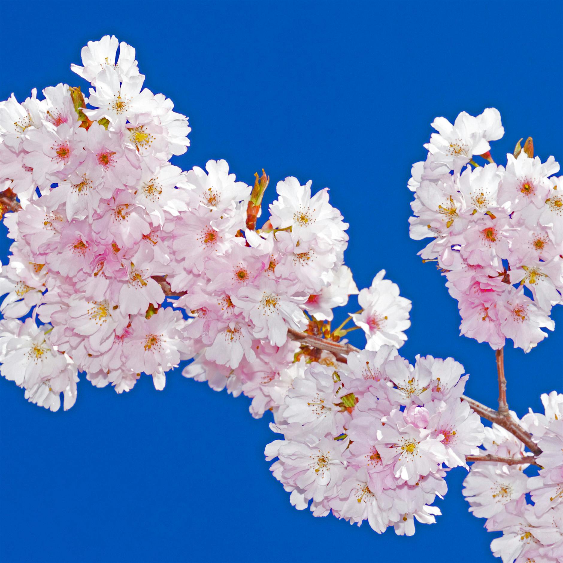 Unter rosafarbenen Dächern: Wo in Berlin die Kirschen blühen