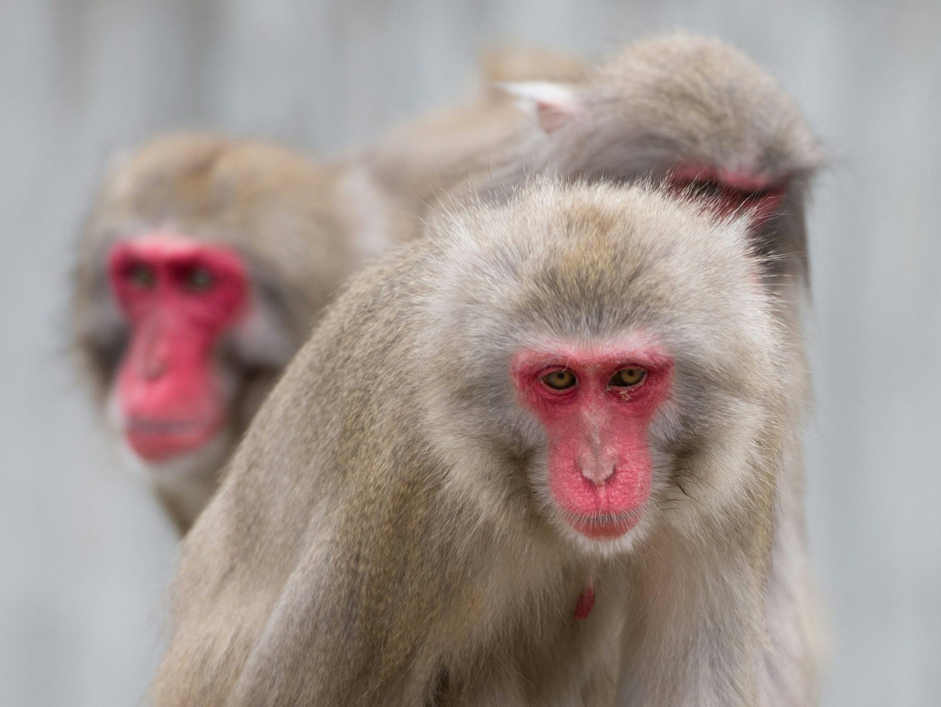 Kommerzialisierung des Leidens: Darf man, soll man Affen per Gentechnik krank machen?