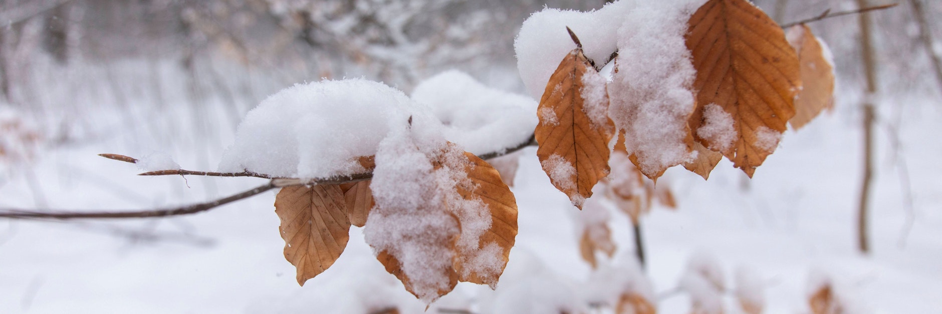 Der Spätwinter hat uns weiter im eisigen Griff: Im Mai soll es sogar wieder schneien.