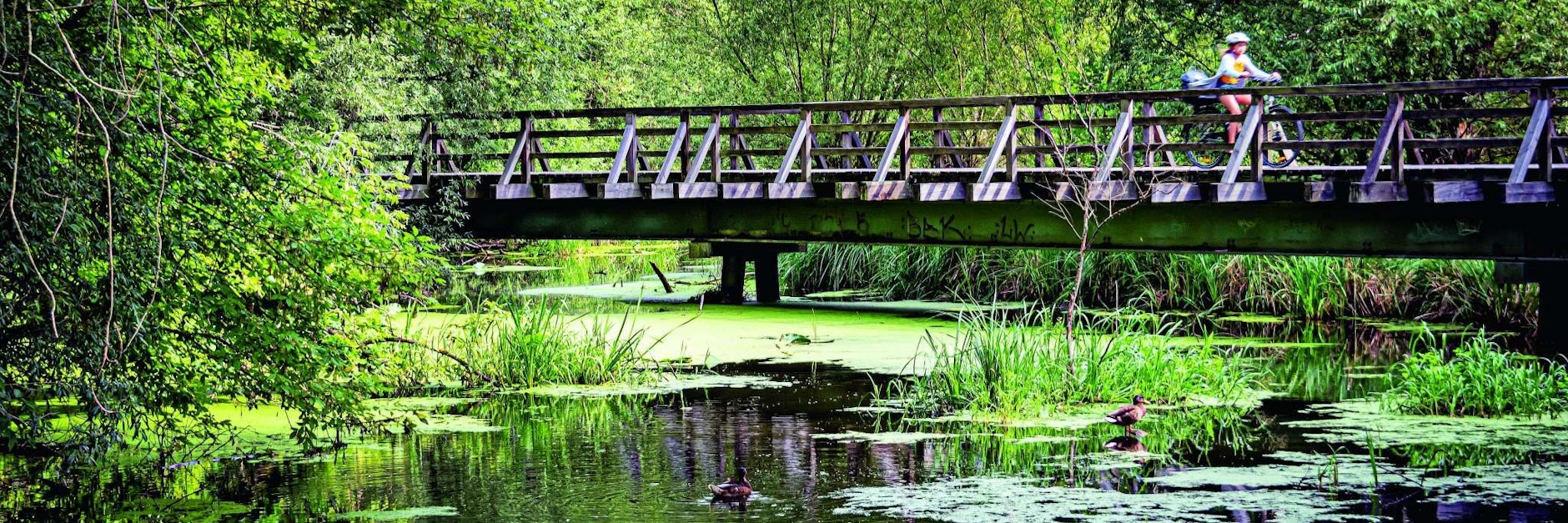 Ohne Stege geht nichts am Tegeler Fließ. Mal ist es nur ein Rinnsaal, dann ein Bach inmitten von Feuchtwiesen.