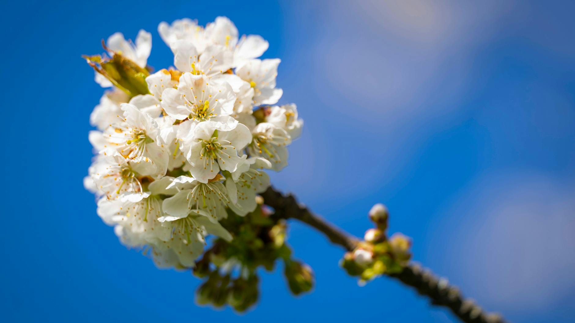 Und zack, plötzlich ist das ach so graue Berlin wieder bunt, voller frischer grüner Blätter und leuchtender Blüten.