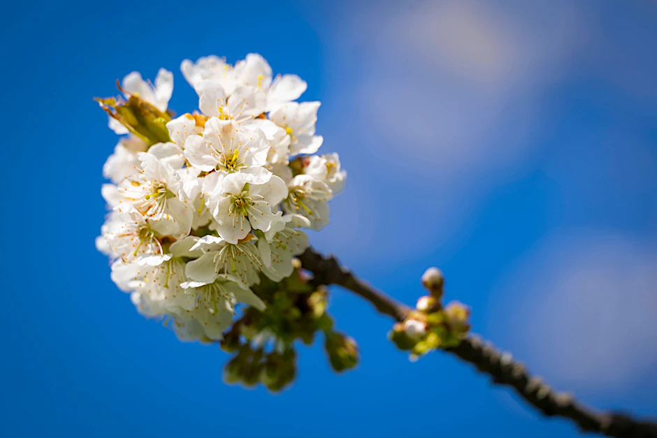 Und zack, plötzlich ist das ach so graue Berlin wieder bunt, voller frischer grüner Blätter und leuchtender Blüten.