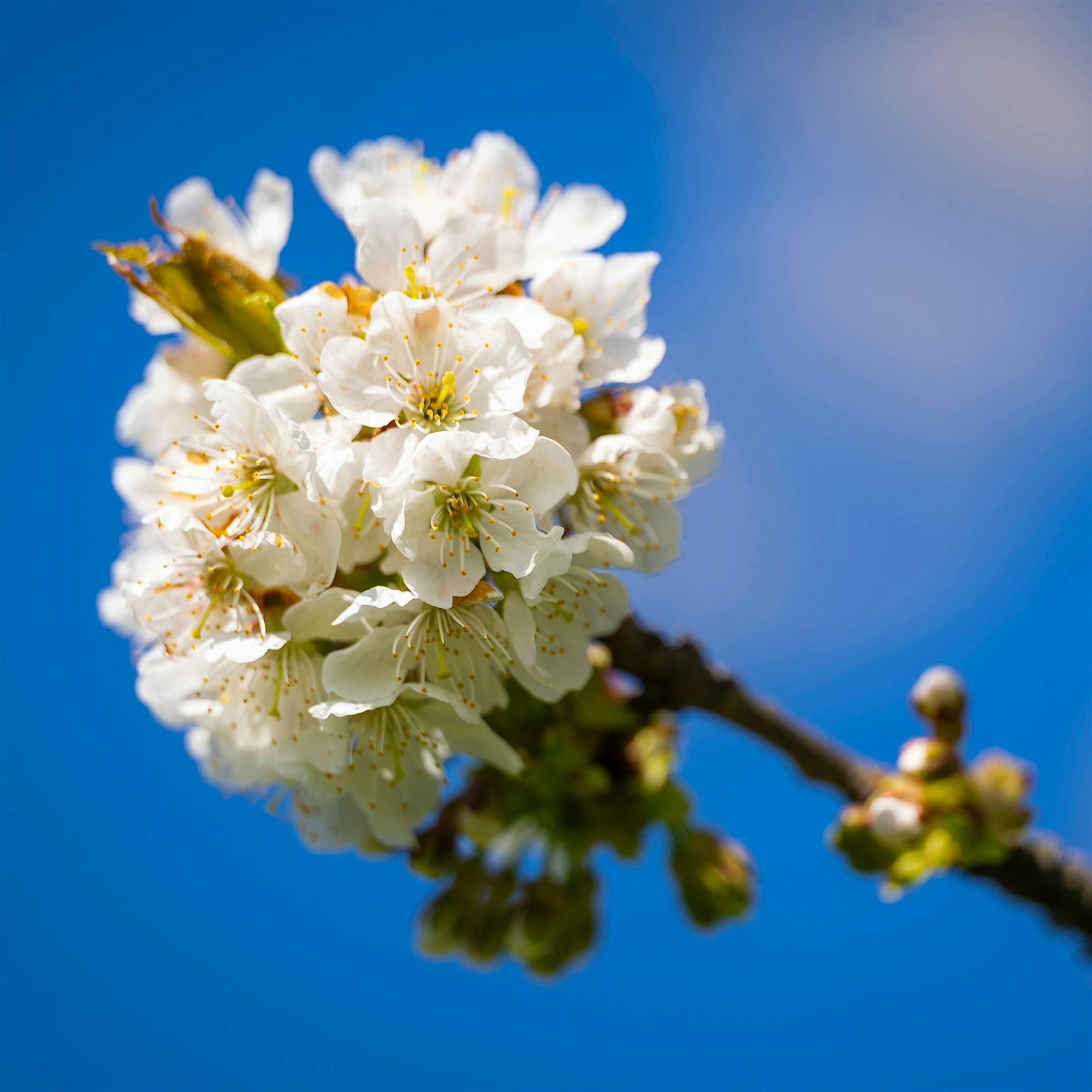 Frühlingserwachen: Warum das graue Berlin plötzlich wieder so wunderbar bunt ist